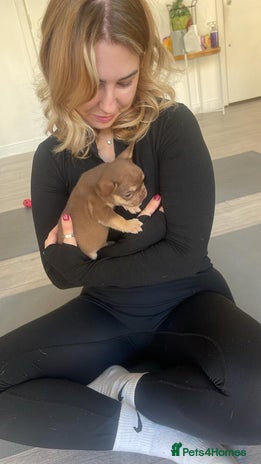 French Bulldog dogs - Advert 3