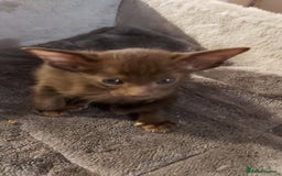 Oriental cats for sale: Full Pedigree Oriental 3 Kittens XL size ears GCCF - Image 10