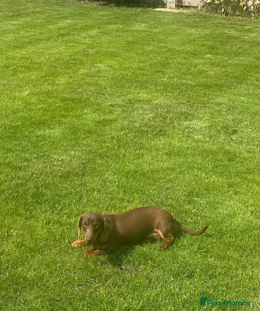 Miniature Dachshund dogs for sale: Choc and tan miniature dachshund female  - Advert 2