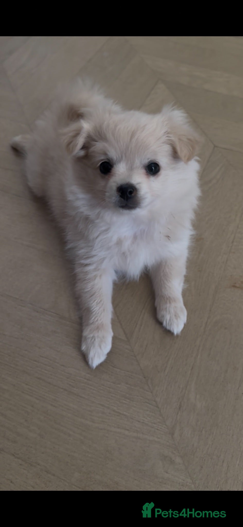 Pomchi dogs Beautiful playful well socialised Girl  - Advert 8