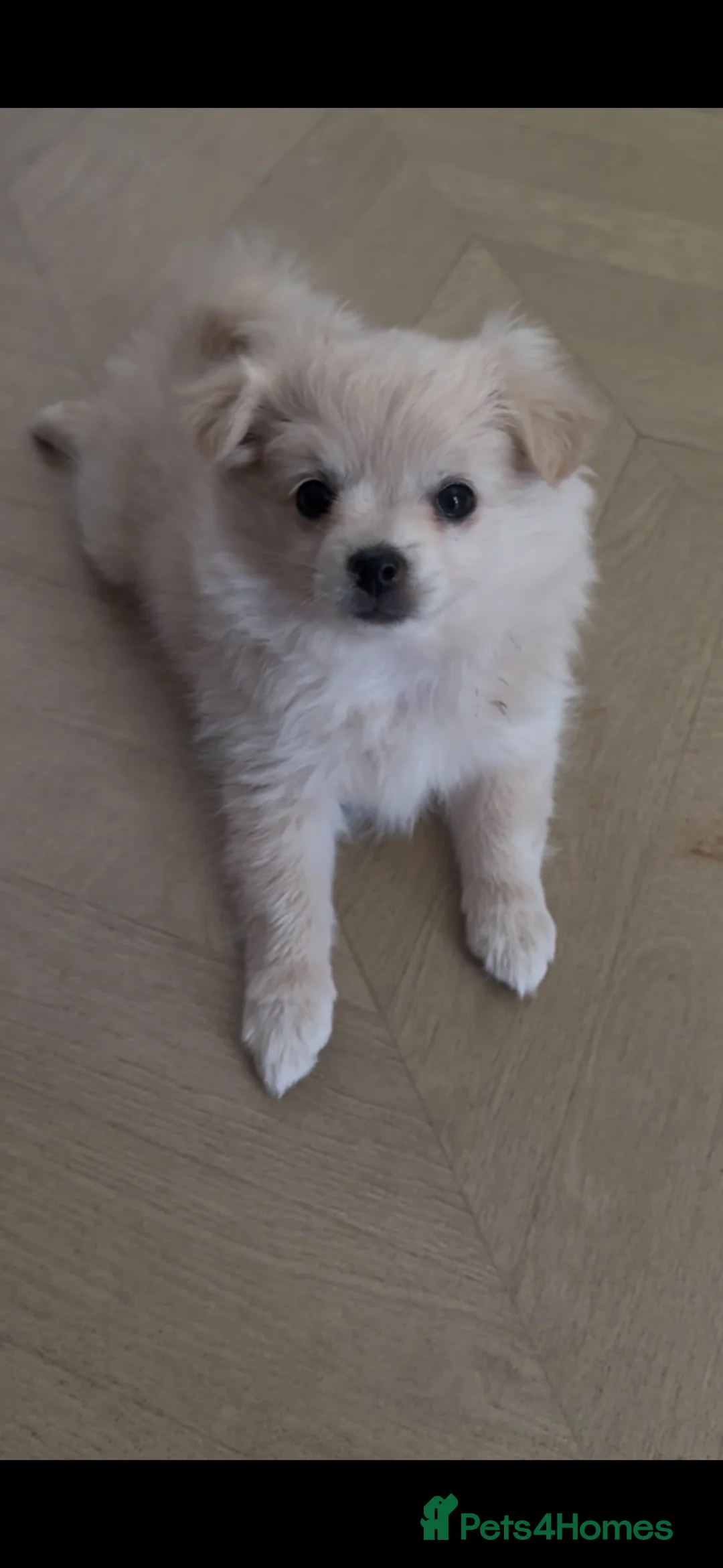 Pomchi dogs for sale: Beautiful playful well socialised Girl  - Advert 1