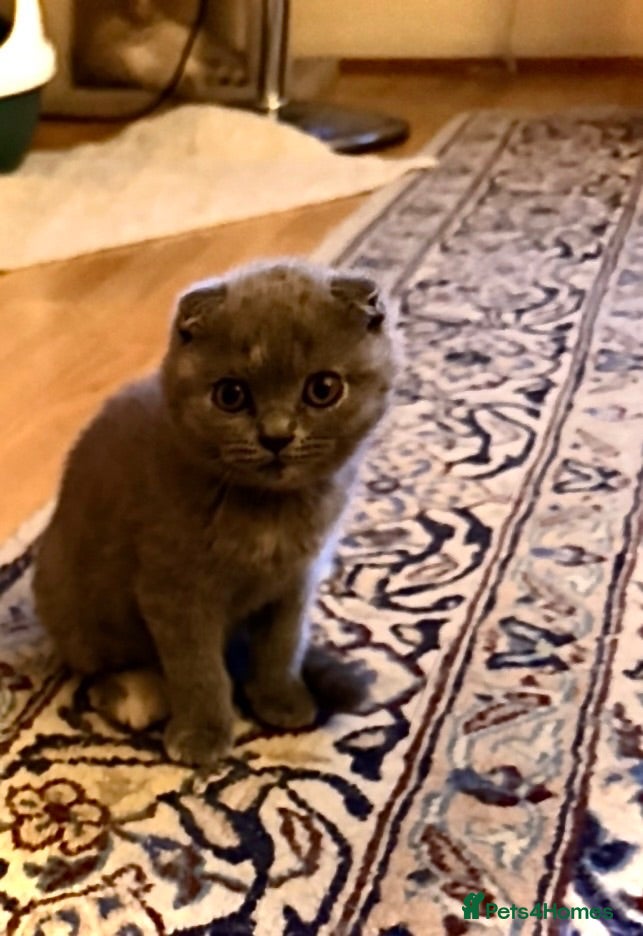 Scottish Fold cats Luxury Scottish folded NY12 ready to going.  - Advert 11