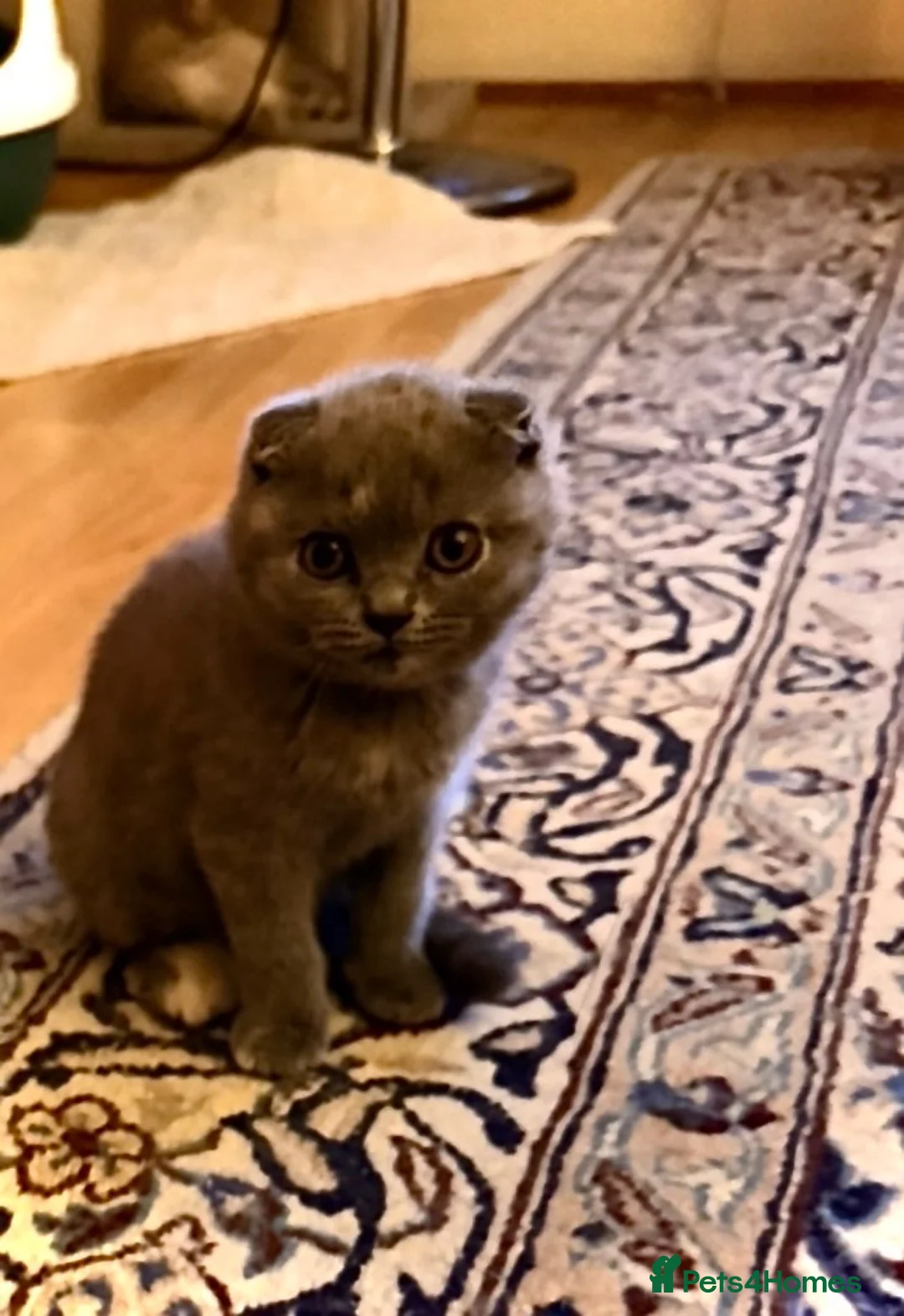 Scottish Fold cats for sale: Luxury Scottish folded NY12 ready to going.  - Advert 2