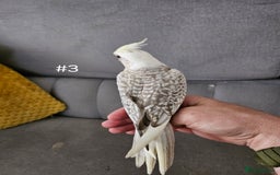Cockatiels birds for sale: Hand tame cockatiel chicks  - Image 19