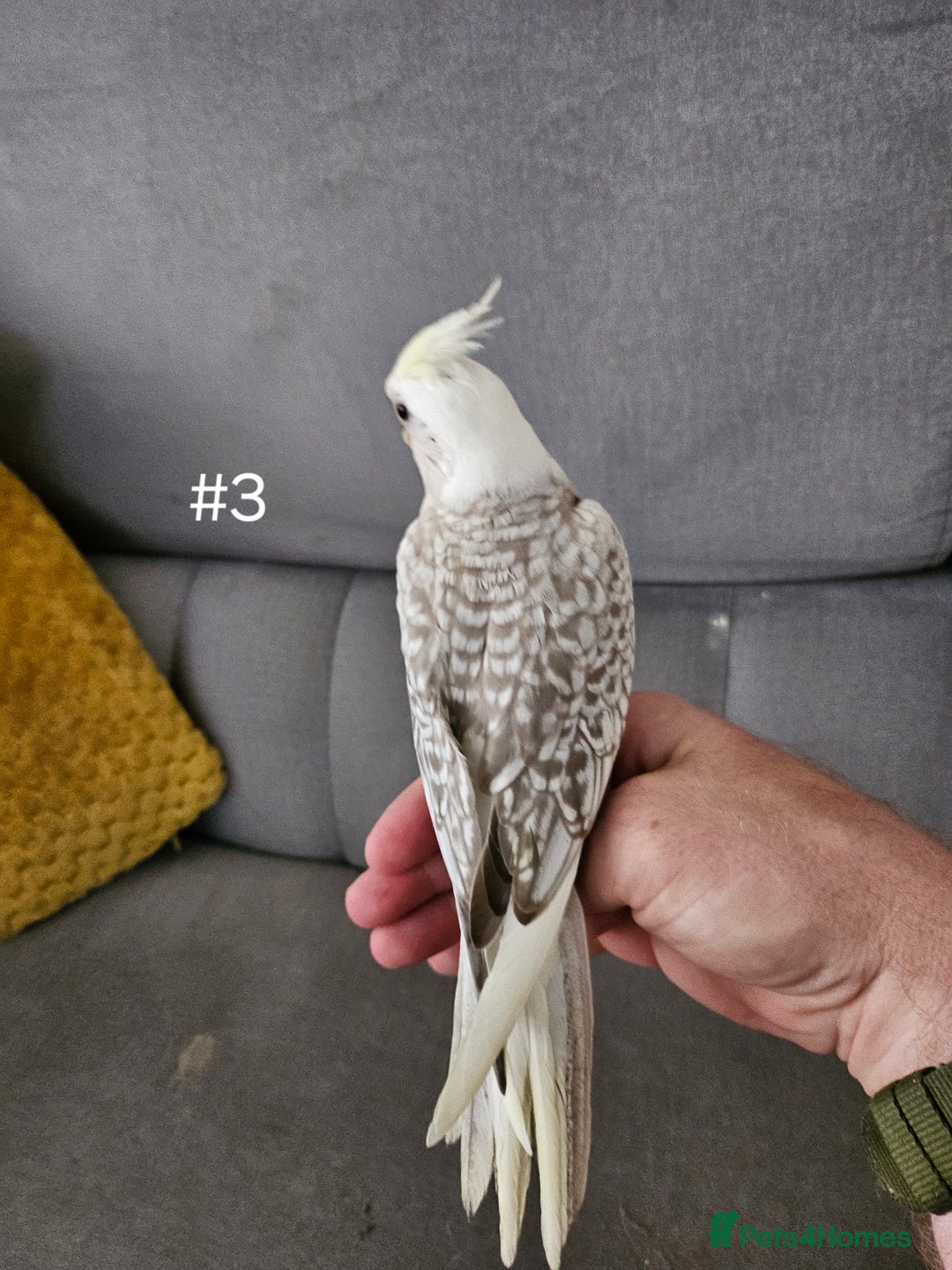 Cockatiels birds for sale: Hand tame cockatiel chicks  - Image 19