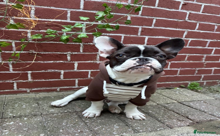 French Bulldog dogs - Advert 1