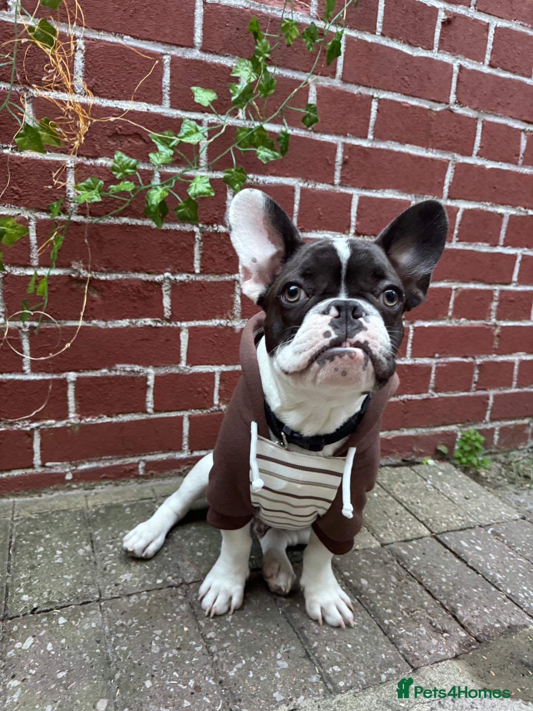French Bulldog dogs for sale: Oreo French bulldog  - Image 1