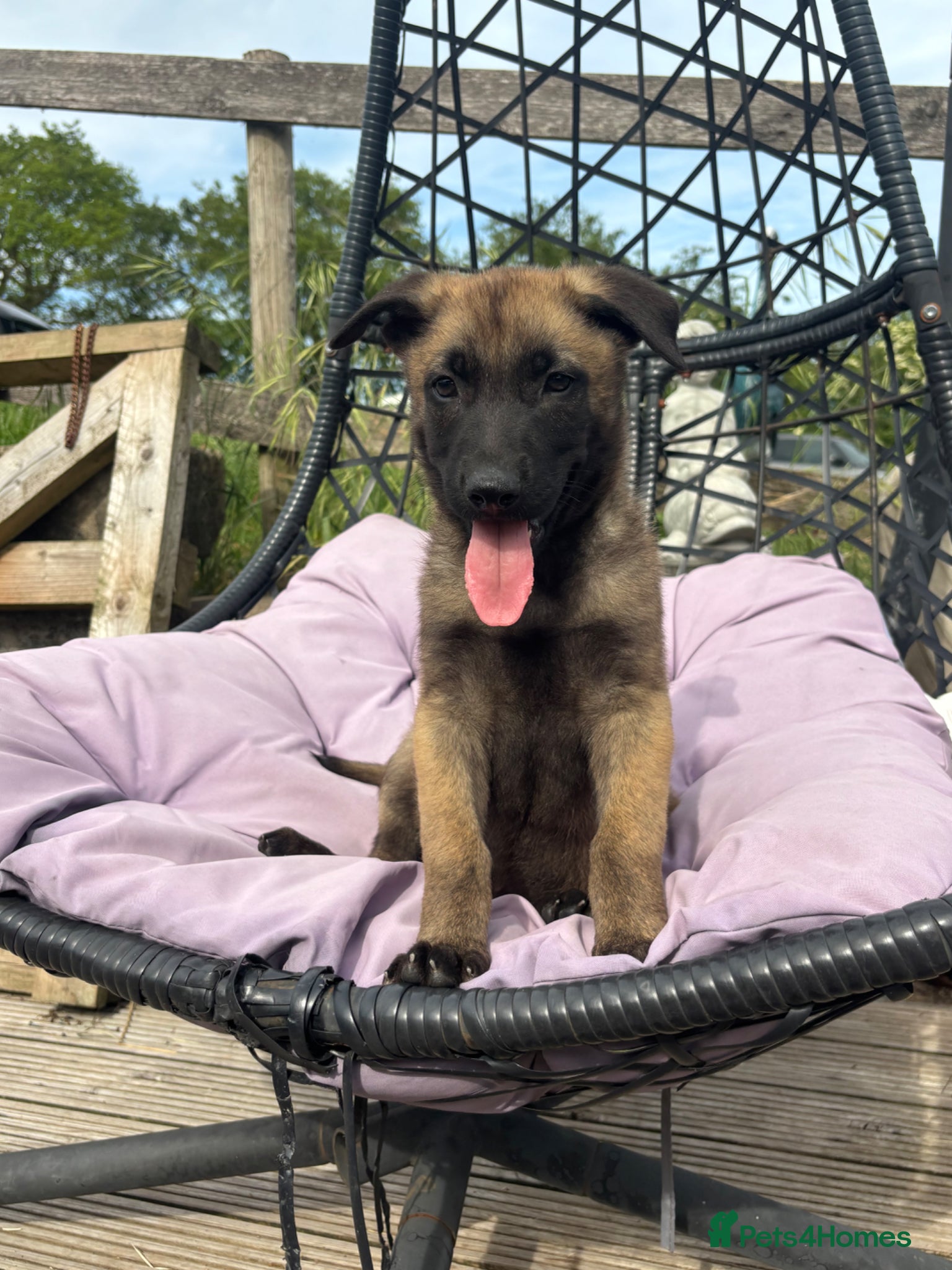 Belgian Shepherd Dog dogs Ready to leave Belgian Malinois Pups  - Advert 5