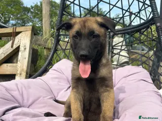 Belgian Shepherd Dog dogs Ready to leave Belgian Malinois Pups - Advert 2