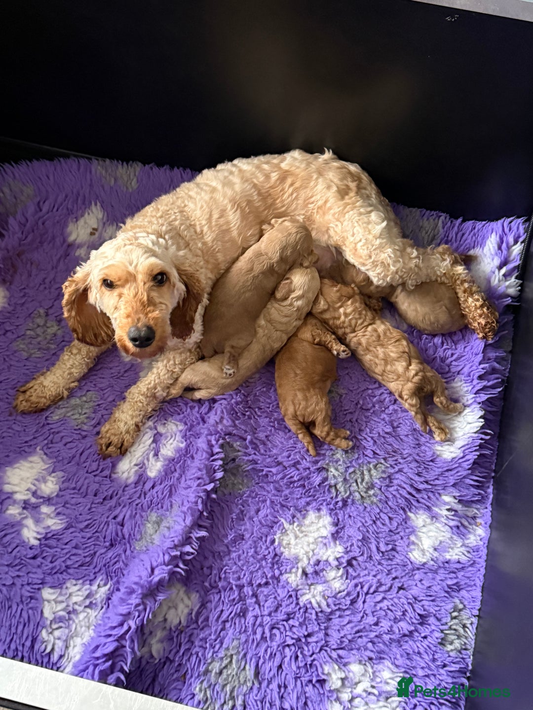 Cockapoo dogs for sale: ⭐️cockerpoo puppies⭐️ - Image 8