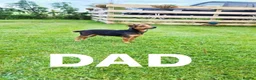 Jack Russell dogs for sale: Jack Russell puppies  - Advert 10