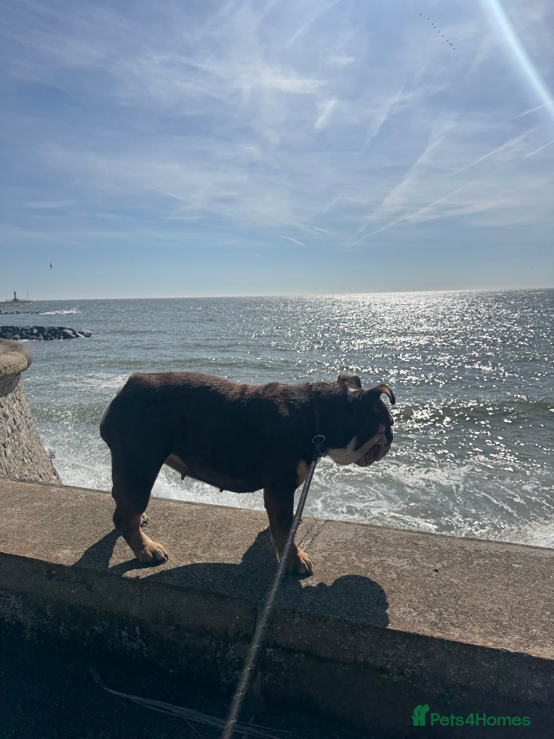 English Bulldog dogs for sale: Looking for my new home - Advert 9