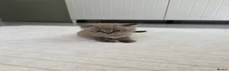 Ragdoll cats for sale: Ragdoll mix kittens  - Advert 8