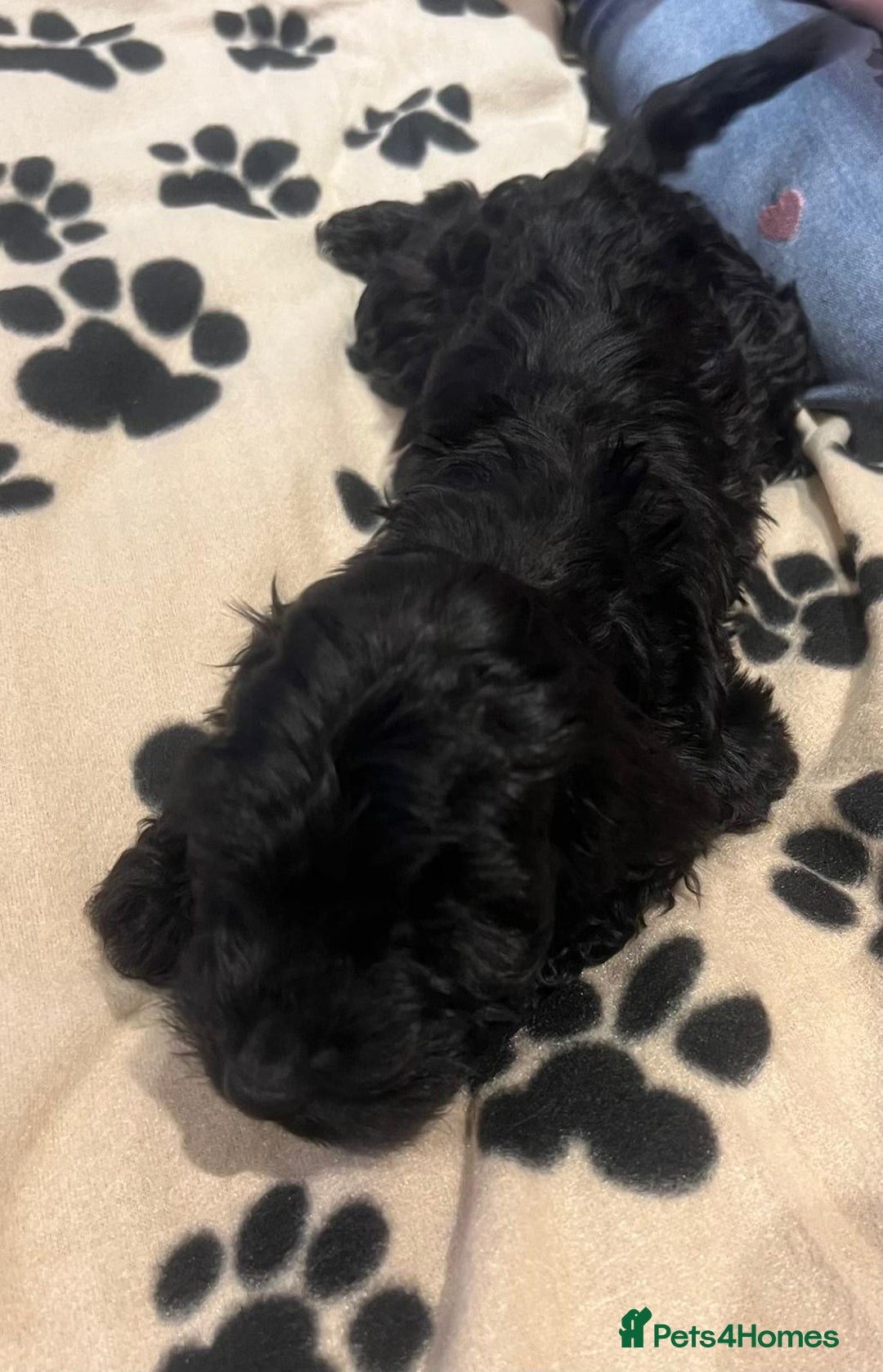 Cockapoo dogs for sale: Cocker spaniel/ cocapoo  - Advert 39