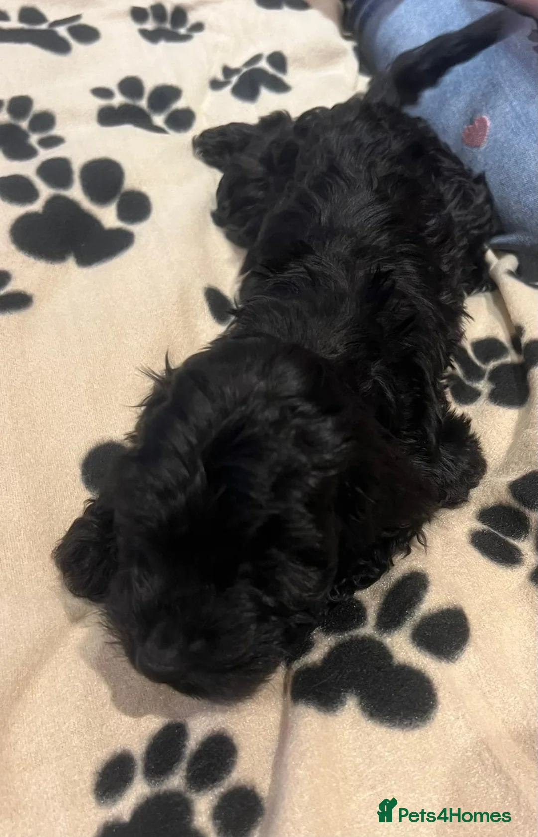 Cockapoo dogs for sale: Cocker spaniel/ cocapoo  - Advert 39