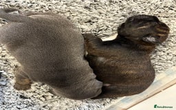 Staffordshire Bull Terrier dogs for sale: Staffordshire bull terrier puppy’s  - Image 7