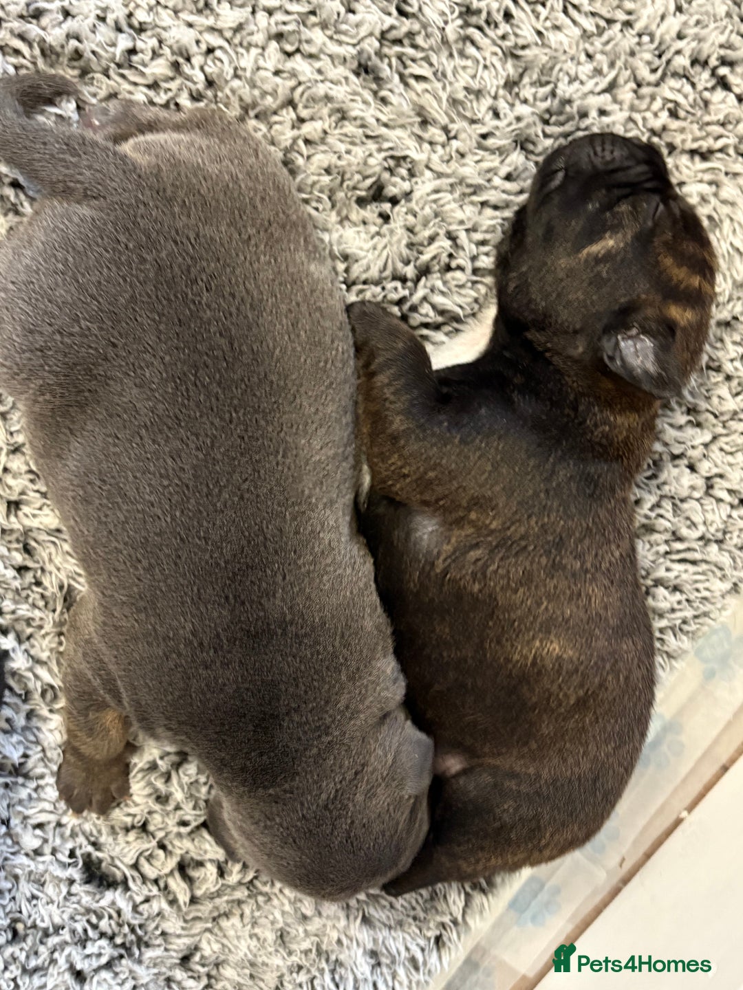 Staffordshire Bull Terrier dogs for sale: Staffordshire bull terrier puppy’s  - Image 7