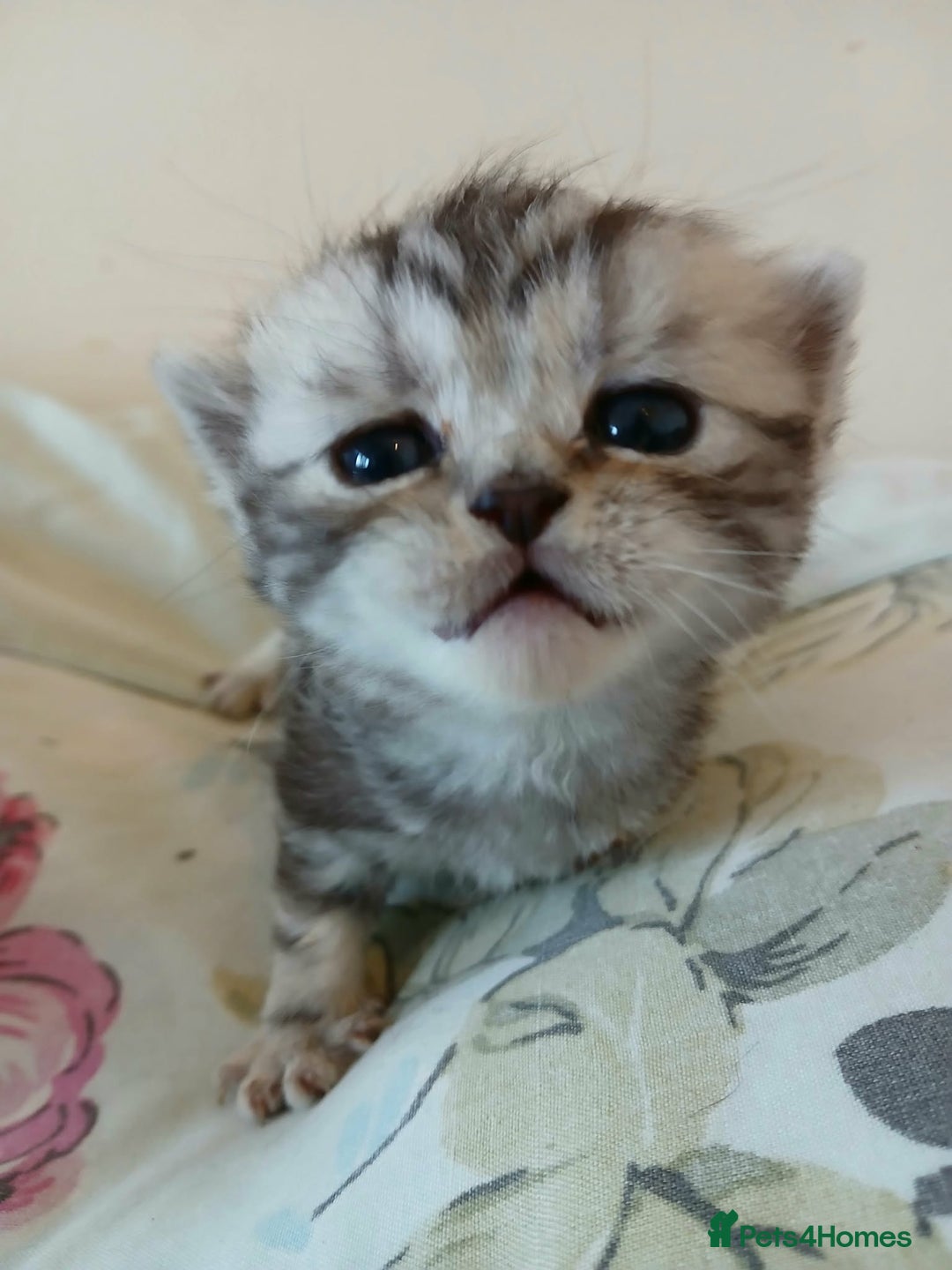 British Shorthair cats for sale: Bsh. Silver Tabby Classic .GCCF . - Advert 5