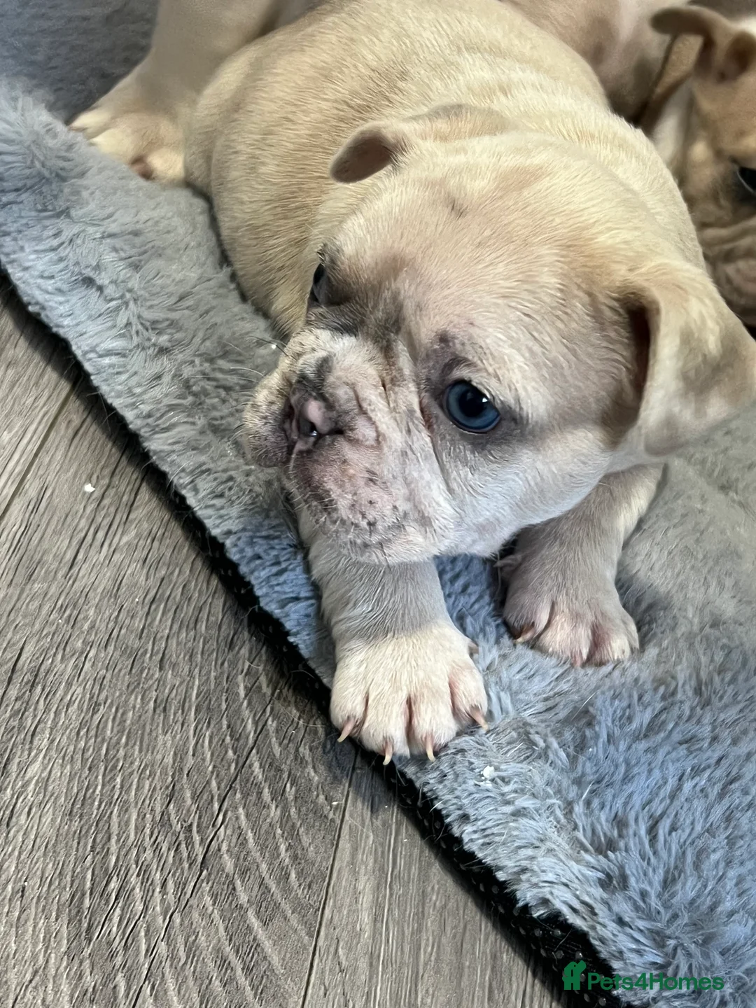 French Bulldog dogs for sale: 1 male French Bulldog Pup left  - Advert 28