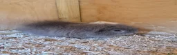 Guinea Pig rodents for sale: 3x bonded male guinea pigs - Advert 5
