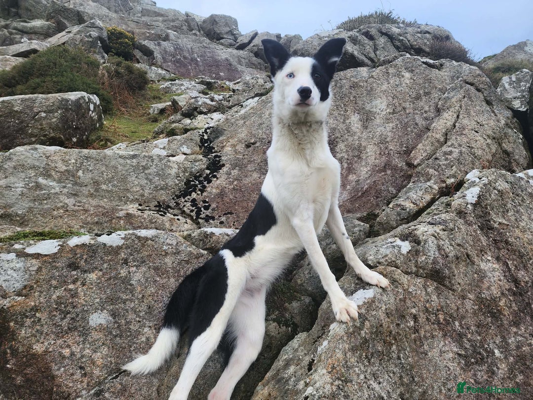 Border Collie dogs for sale: Lovely Border Collie Bitch – "Whisk" 16 Months Old - Advert 3