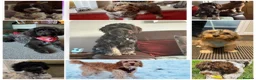 Cockapoo dogs for sale: 3 girl 2 boys May babies (July Home Time) - Advert 7