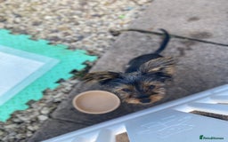 Yorkshire Terrier dogs for sale: Adorable miniature Yorkshire terrier - Image 2