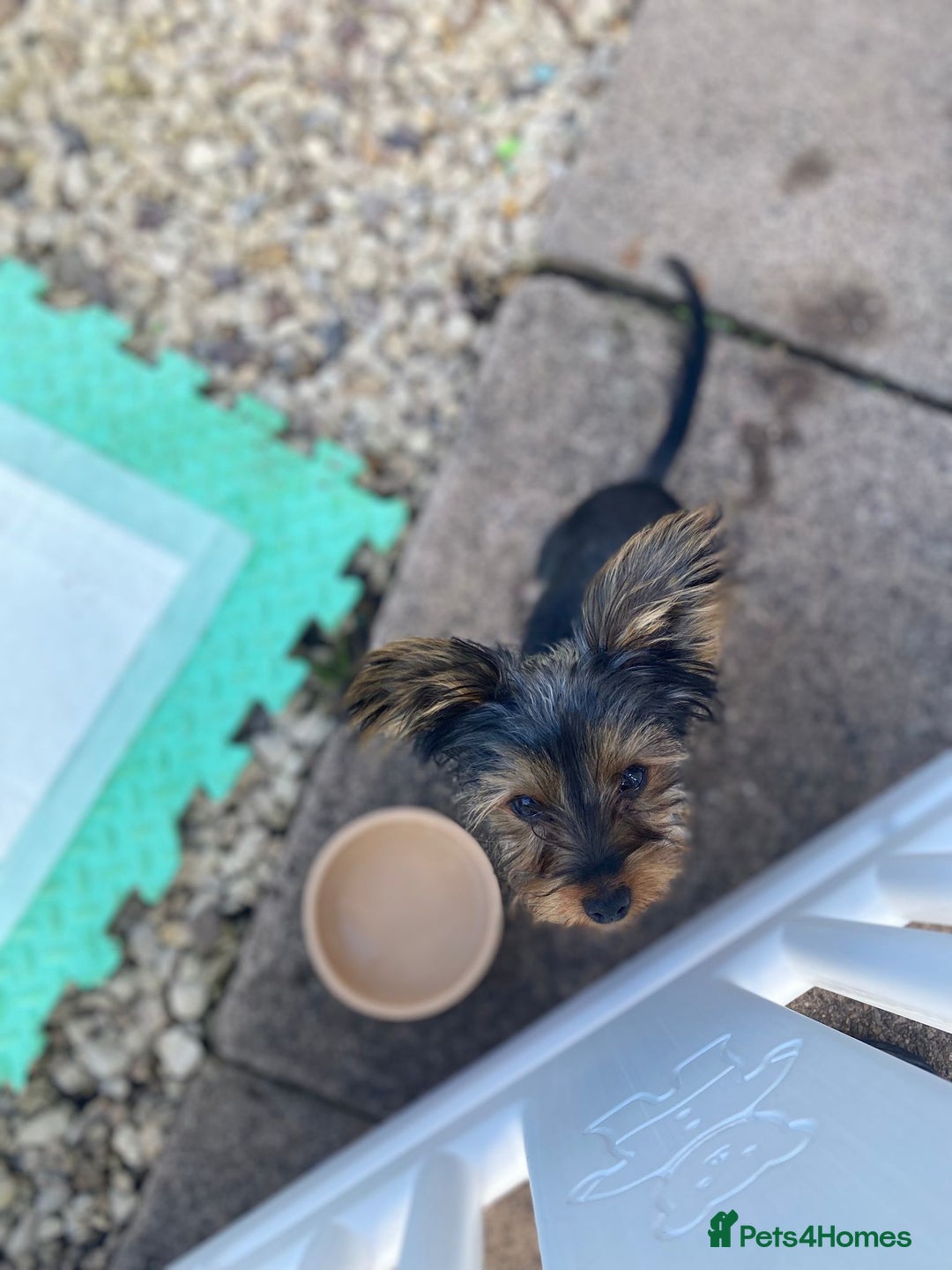 Yorkshire Terrier dogs for sale: Adorable miniature Yorkshire terrier - Image 2
