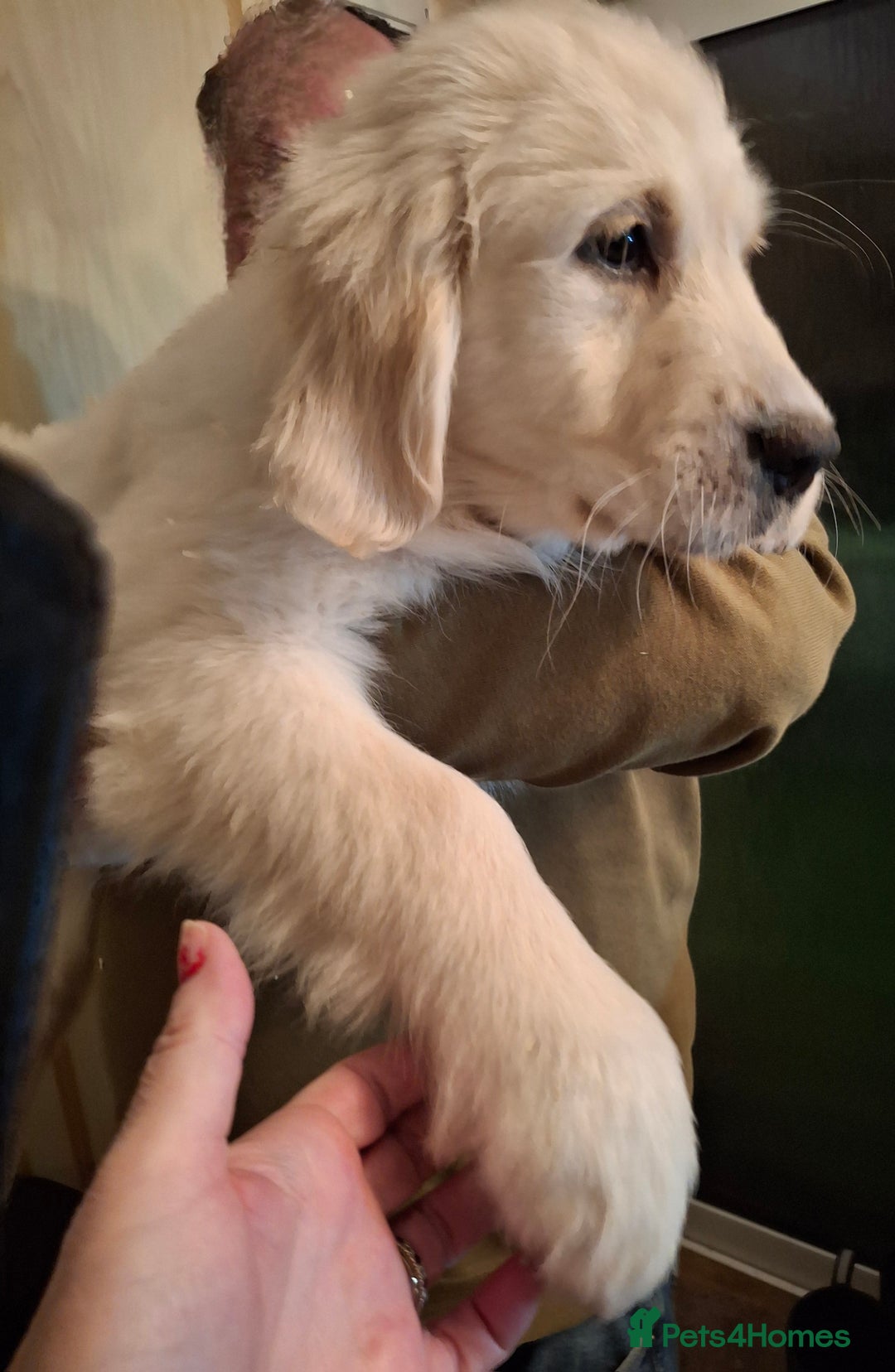 Golden Retriever dogs for sale: KC Registered Golden Retreiver Puppies  - Advert 13