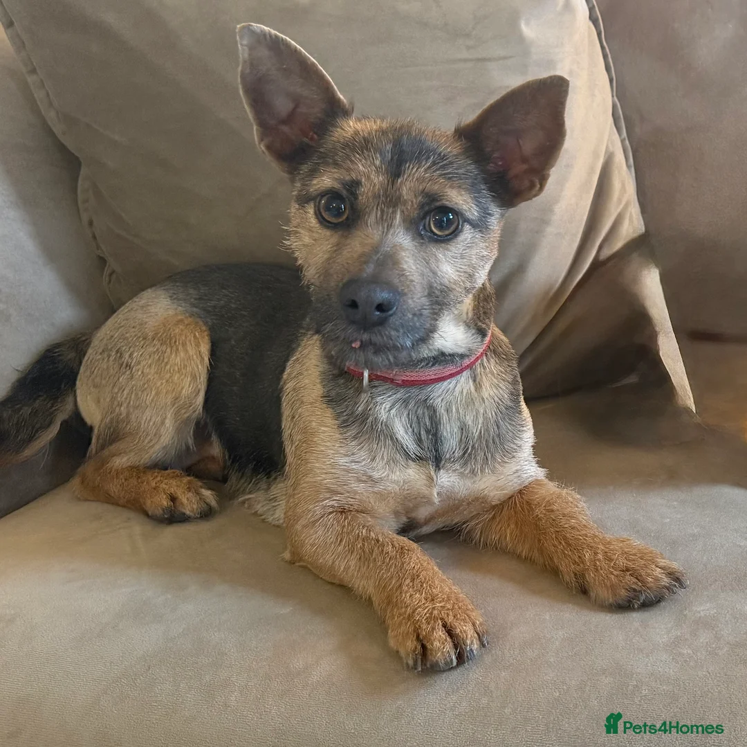 Jack Russell dogs for sale: Minnie - Much Wenlock Jack Russell - Advert 1