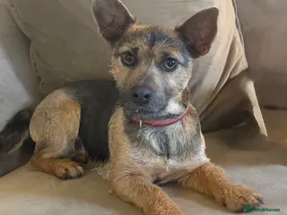 Jack Russell dogs Minnie - Much Wenlock Jack Russell - Advert 1