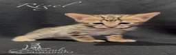Savannah cats for sale: Excellent Quality Tica Registered Purebred kittens - Advert 33