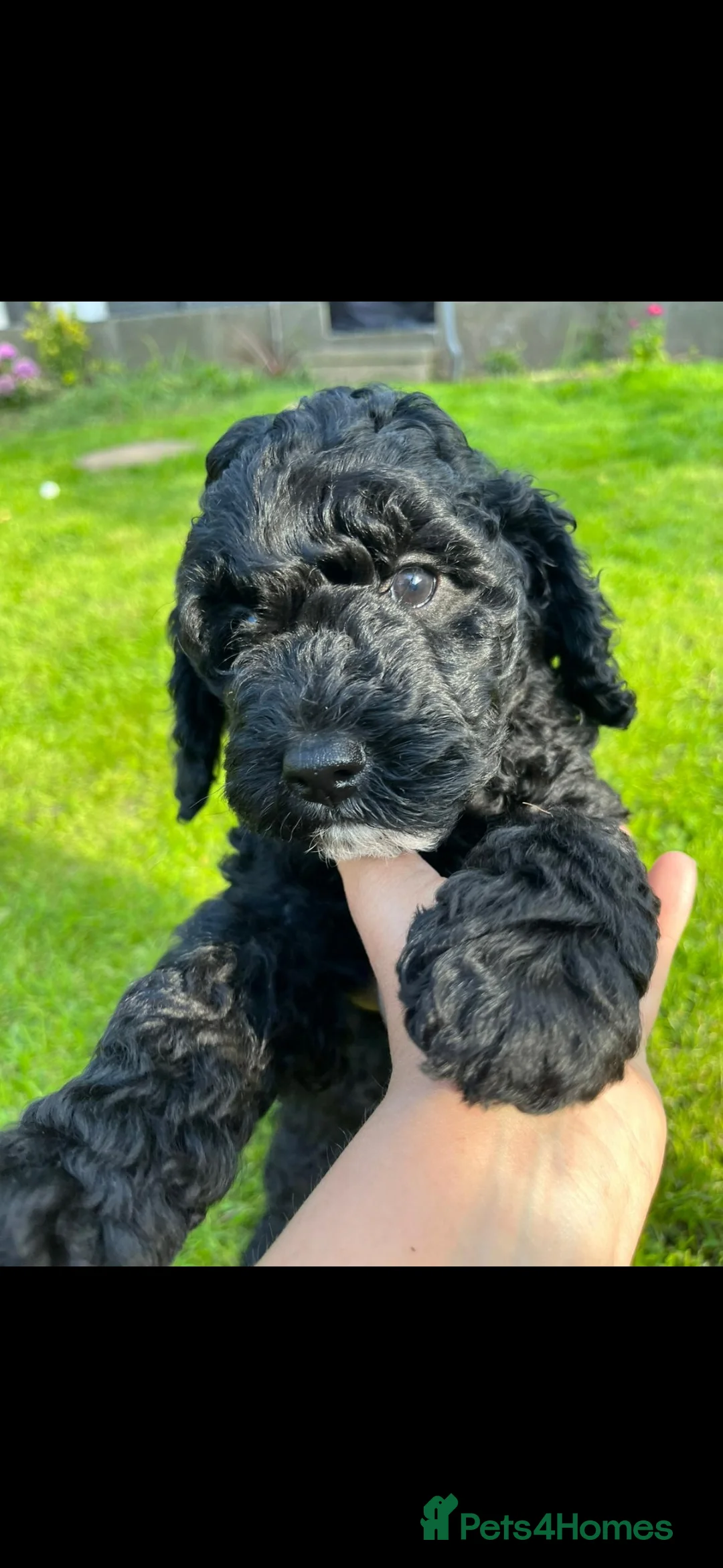 Cockapoo dogs for stud: 100% Proven cockapoo F1 STUD in Rotherham - Advert 28