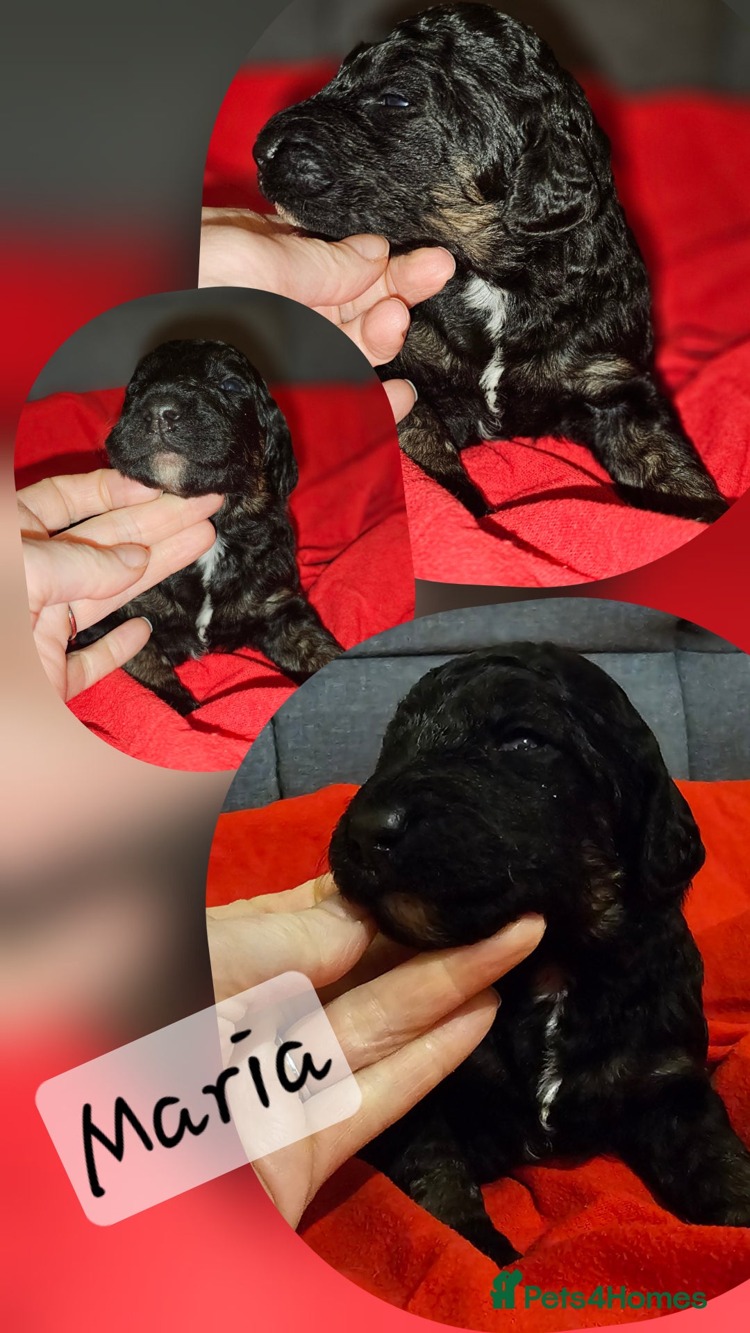 Bernedoodle dogs for sale: Exceptional Quality ❤️ Health tested  - Advert 13