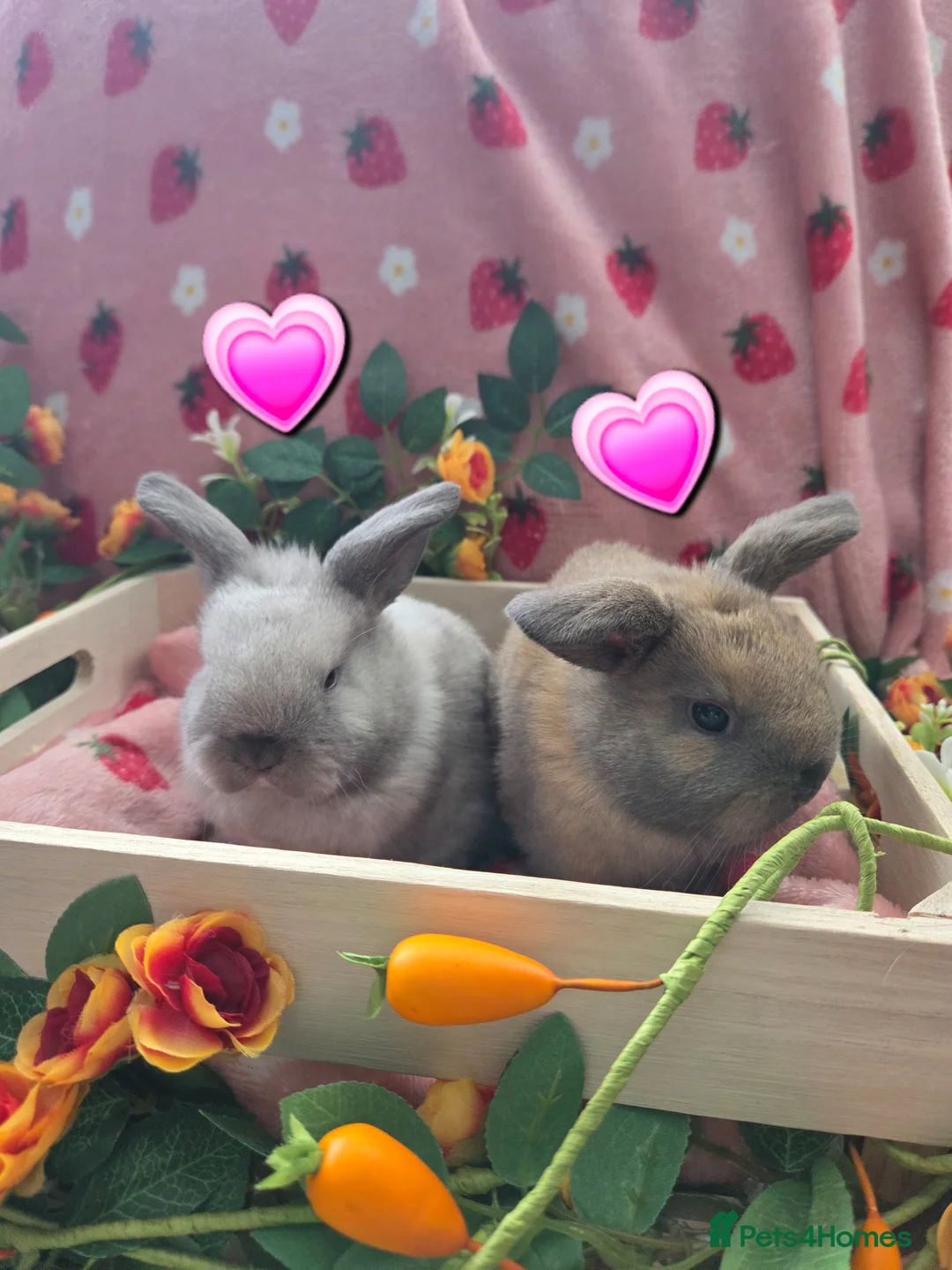 Mini Lop rabbits for sale: sooty fawn & Smoke Pearl Cashmere Does mini lop  - Advert 1