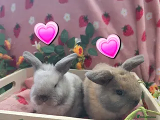 Mini Lop rabbits for sale: sooty fawn & Smoke Pearl Cashmere Does mini lop - Advert 1