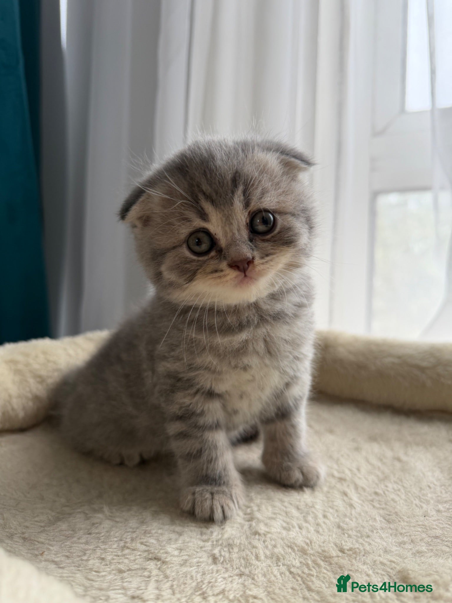 British Shorthair cats Scottish fold/straight kittens available  - Advert 2