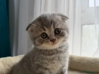 British Shorthair cats Scottish fold/straight kittens available - Advert 1