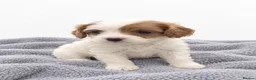 Cavapoo dogs for sale: Beautiful Cavapoo Puppies – 4 Boys & 3 Girls - Advert 5