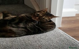 Domestic Shorthair cats for sale: 5 year old Tabby Cat  - Advert 6