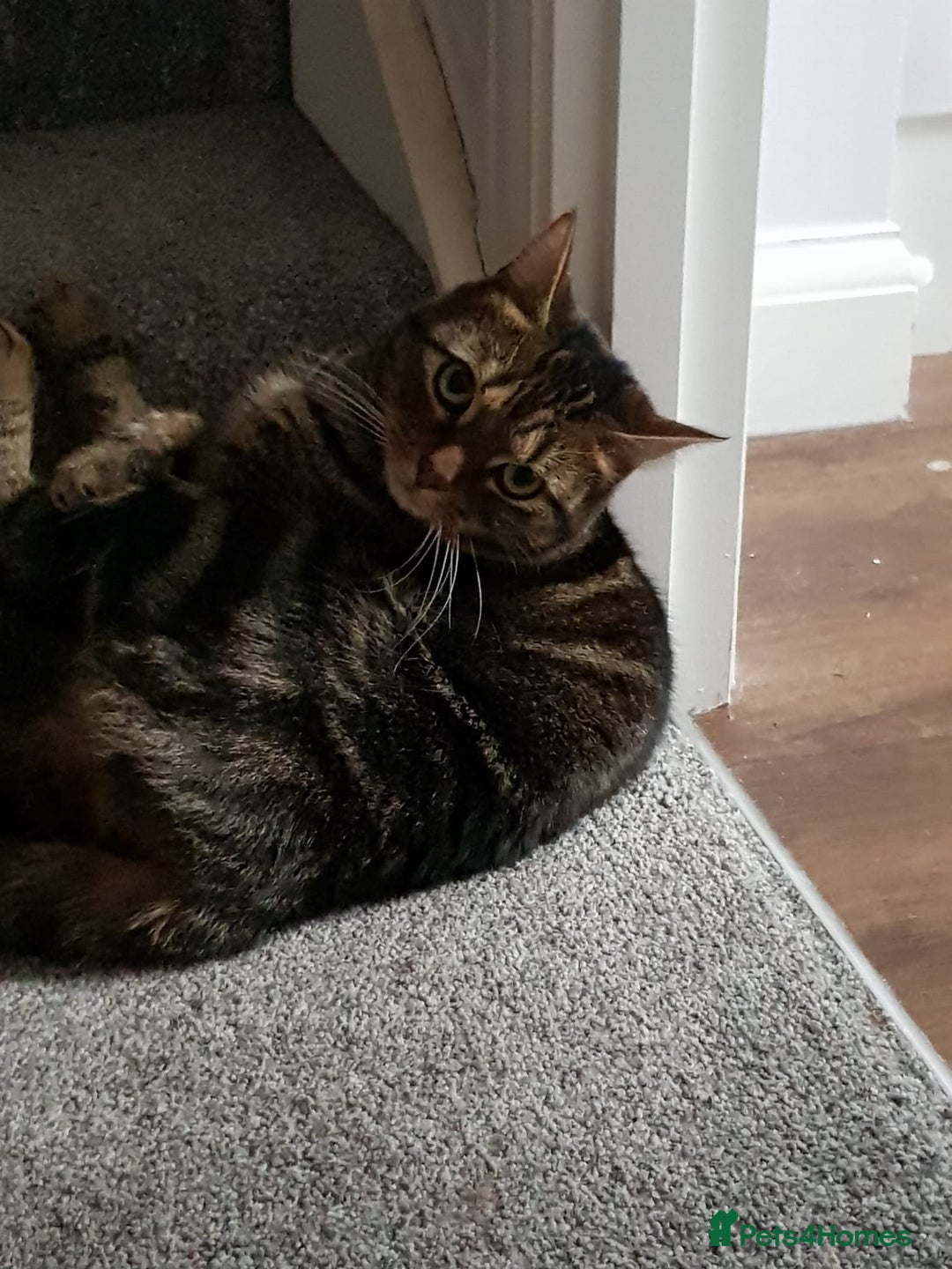 Domestic Shorthair cats for sale: 5 year old Tabby Cat  - Advert 6