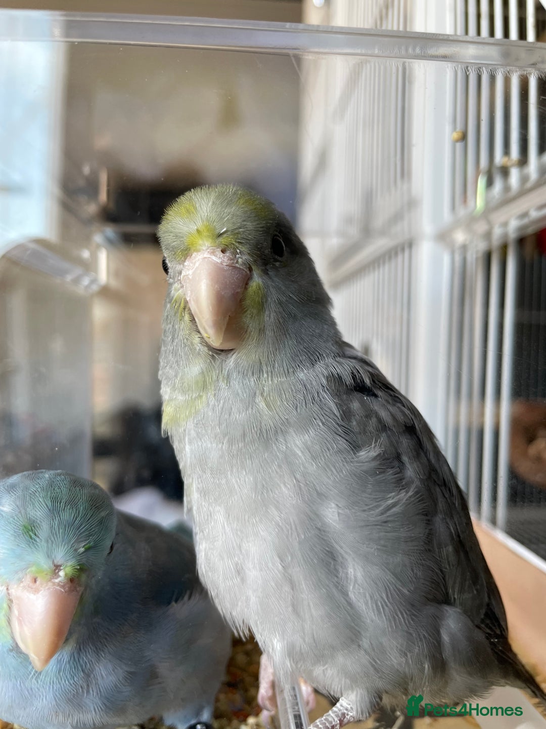 Parrots birds for sale: Pair of Parrotlet's  - Advert 6