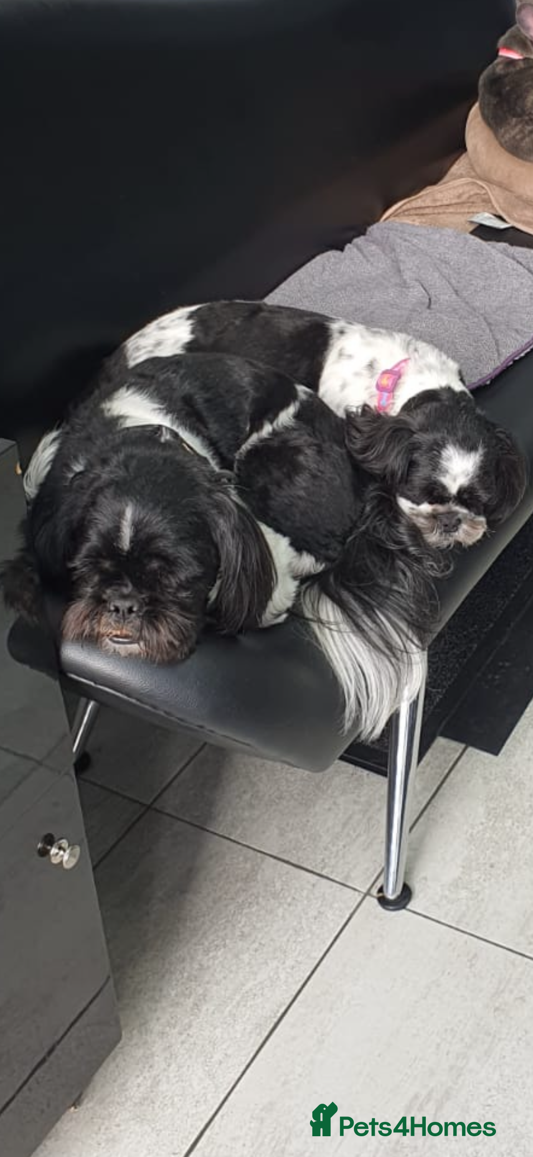 Shih Tzu dogs for sale: 6 beautiful shih tzu - Image 13