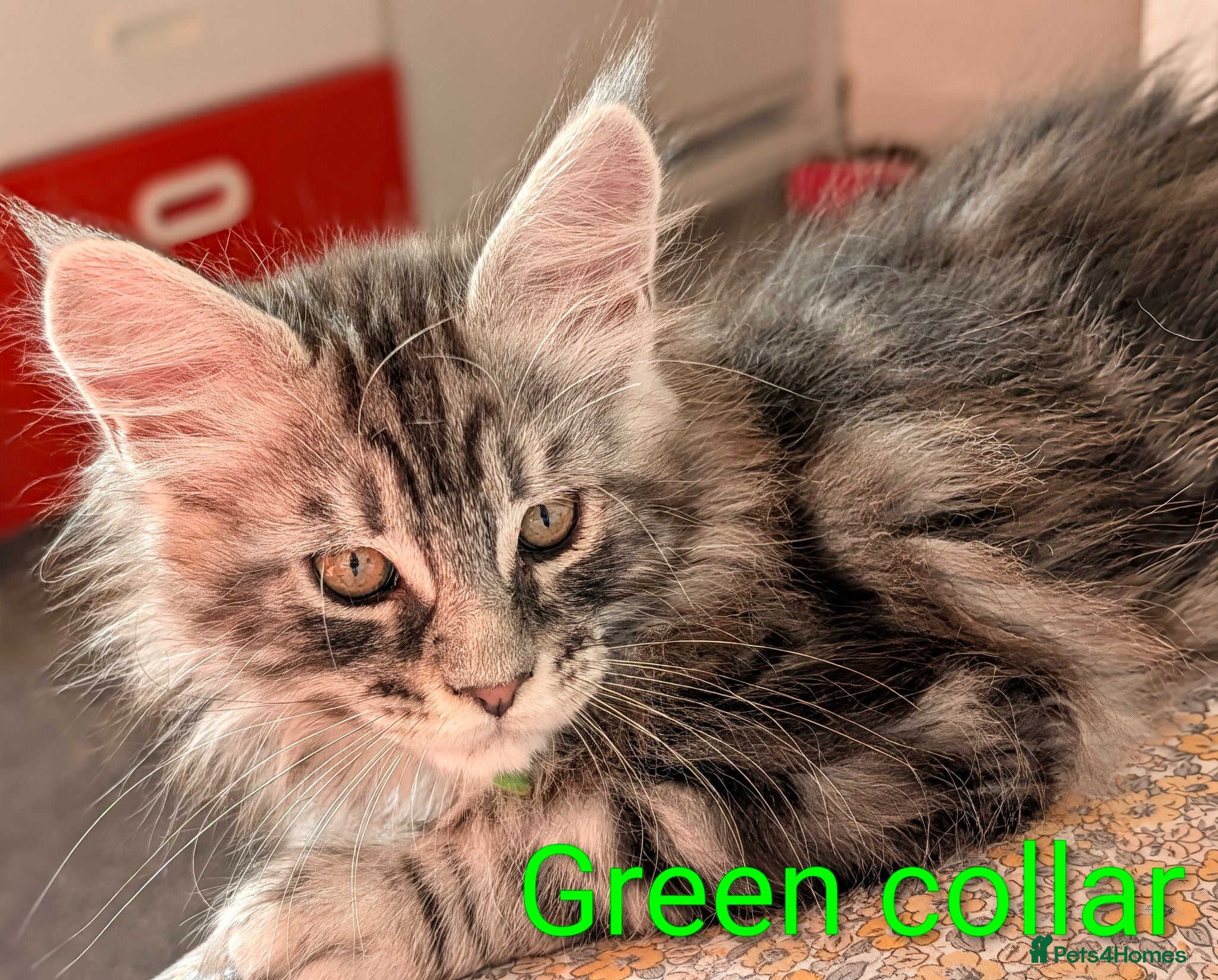 Maine Coon cats READY NOW  - Advert 9