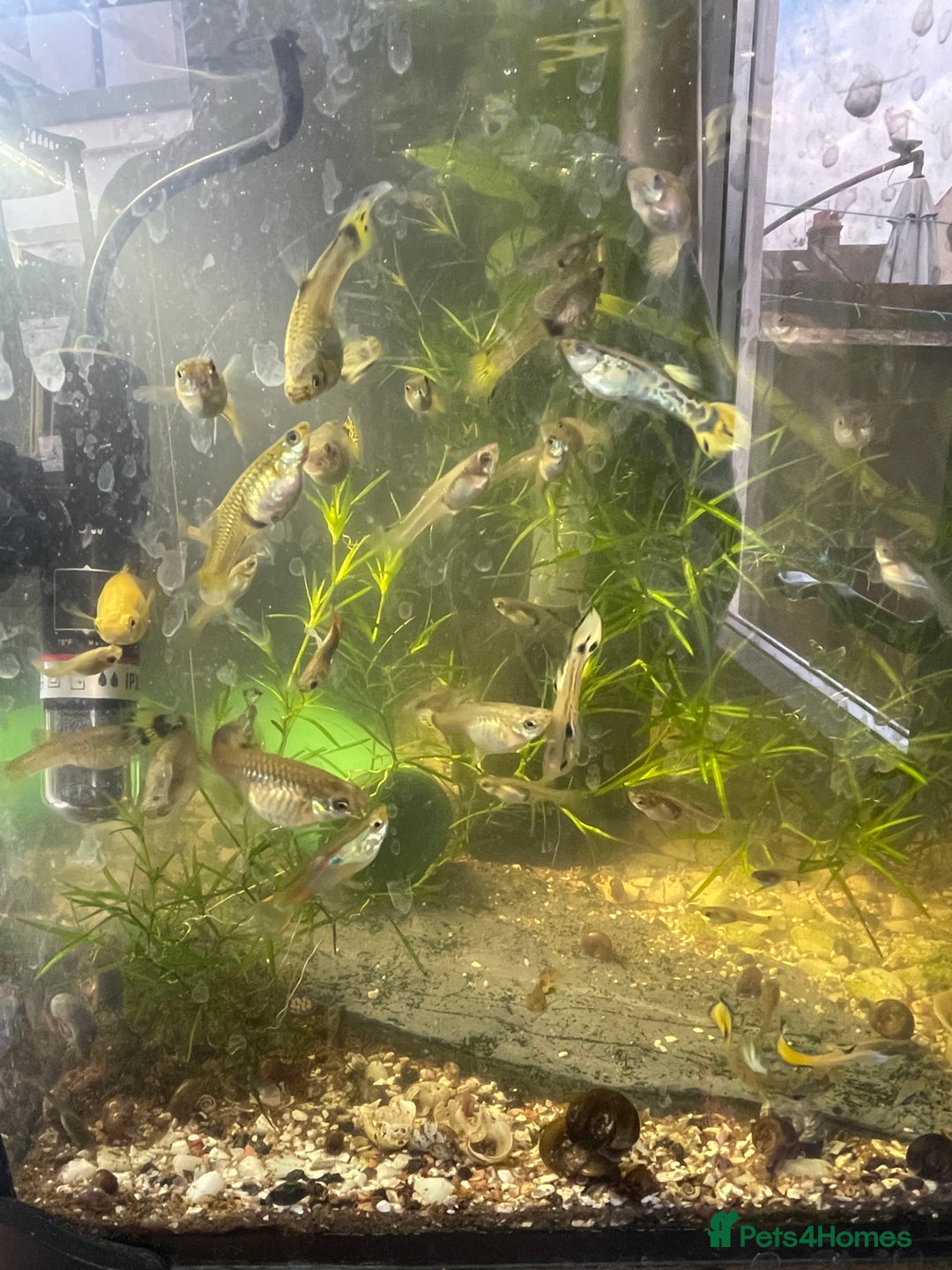 Live Bearers fish for sale: Guppies / cichlid / shrimps/ snails  - Advert 5