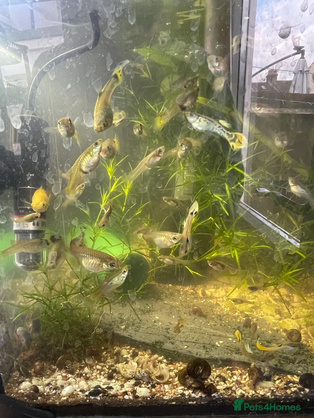 Live Bearers fish for sale: Guppies / cichlid / shrimps/ snails  - Advert 5