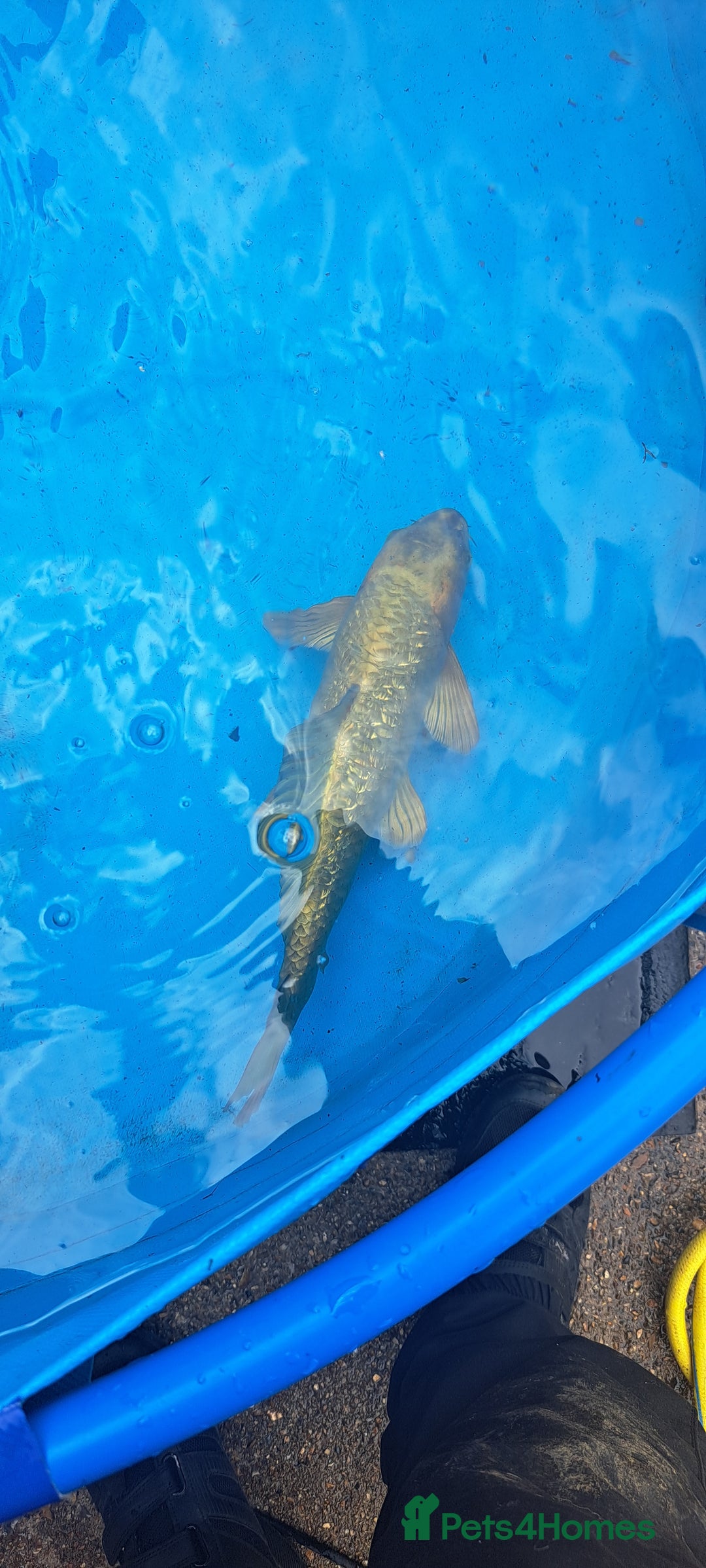 Koi Carp fish for sale: Big koi carp for sale - Image 3