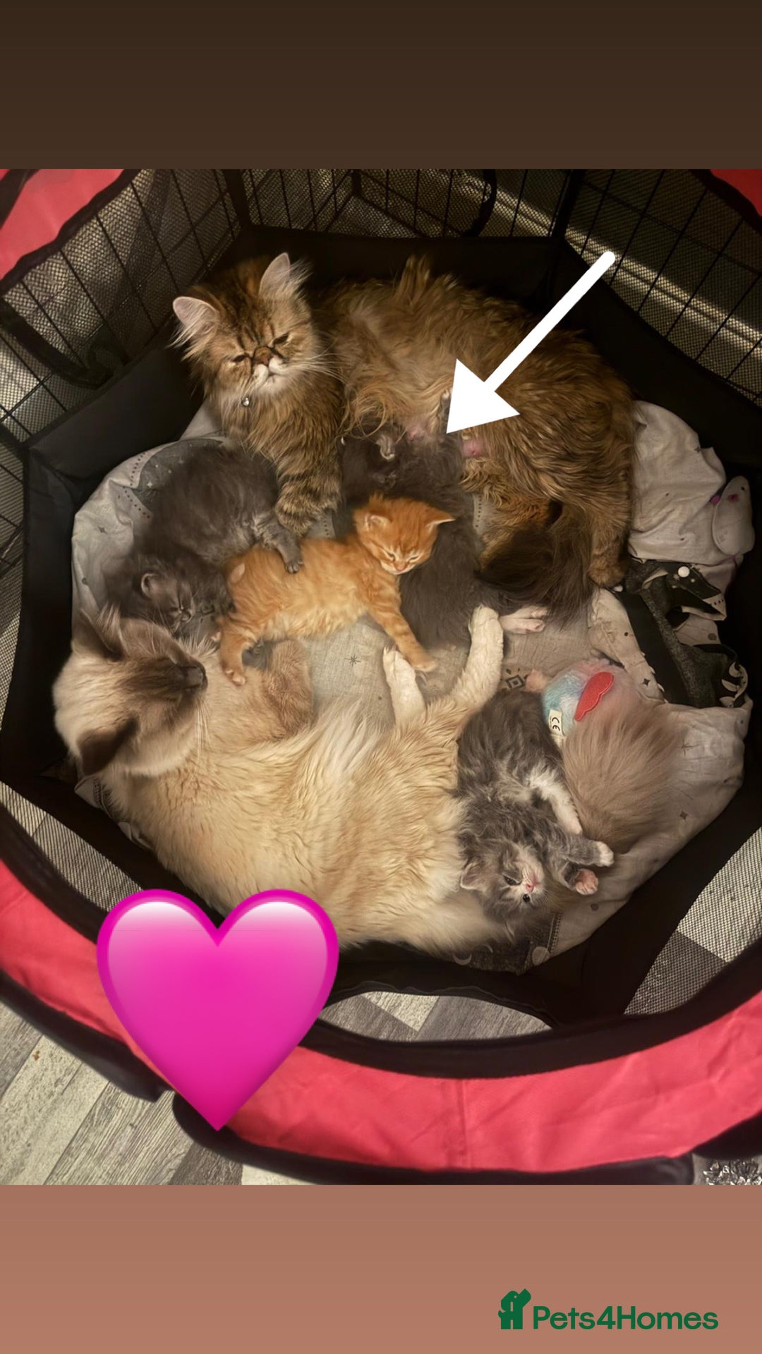 Persian cats for sale: Gorgeous Persian/Ragdoll Kittens 2Males &2Females  - Advert 6