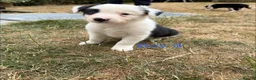Border Collie dogs for sale: Border collie puppies for sale  in Montgomery - Advert 12