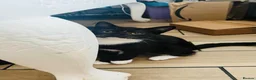 Mixed Breed cats for sale: Beautiful kittens ready for a new home - Advert 7
